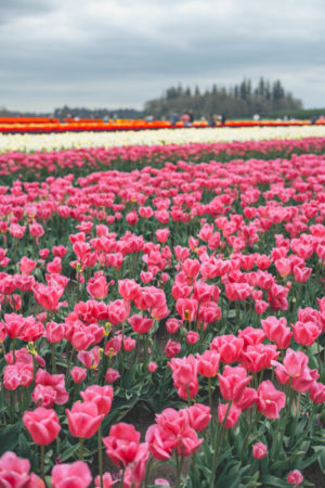 Oregon Tulip Festival