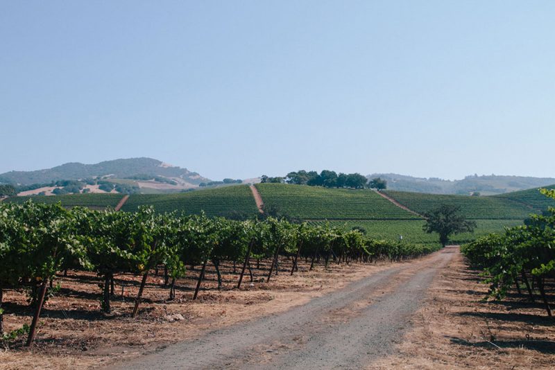 Sonoma County Vineyards