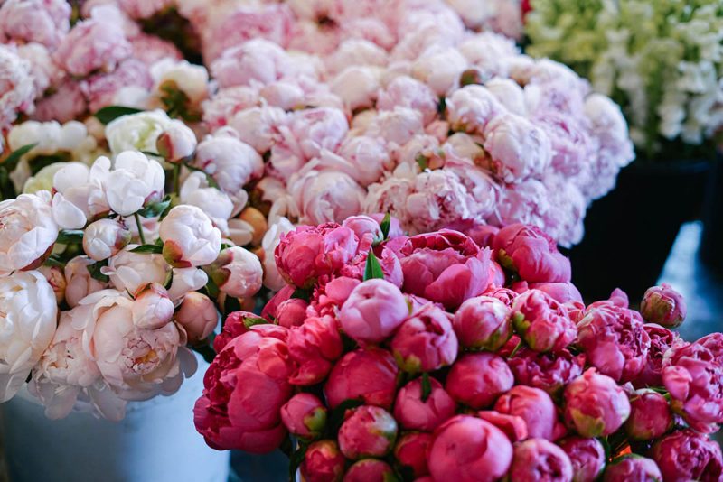 Peonies Bunches